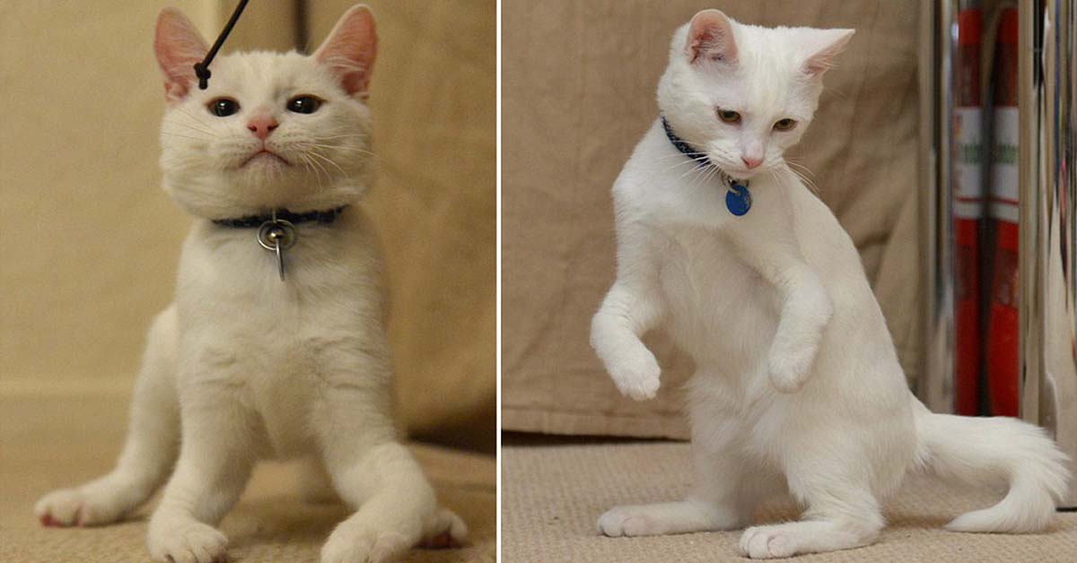 Harvey, il gatto nato senza ossa nelle zampe