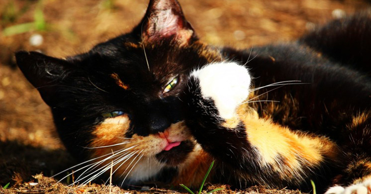 Colpo di calore nel gatto: come riconoscerlo e cosa fare