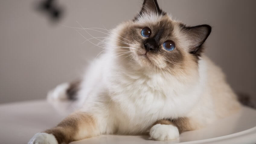 Gatto bianco con gli occhi celesti