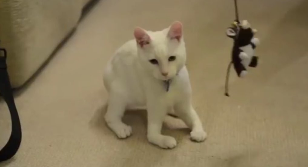 Gatto bianco senza ossa nelle zampe