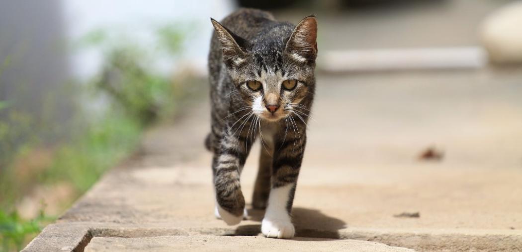 Gatto che cammina all'aperto