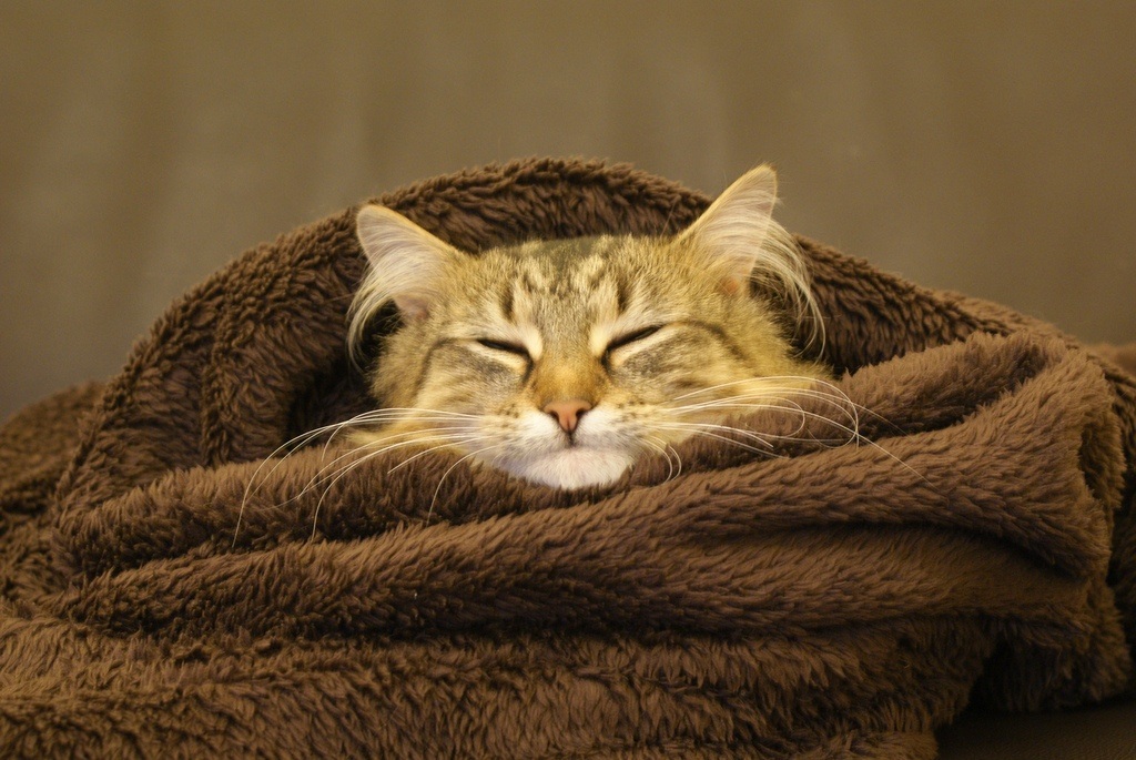 Gatto che dorme avvolto in una coperta