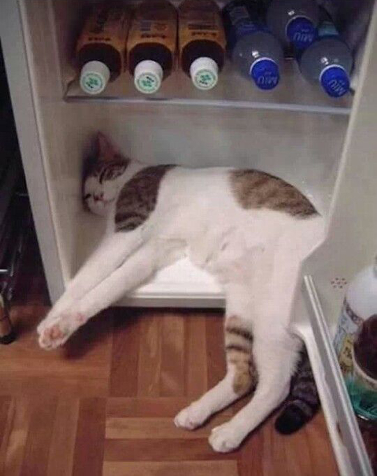 Gatto che dorme in un frigorifero