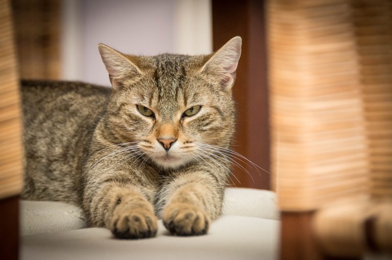 Gatto che fissa arrabbiato