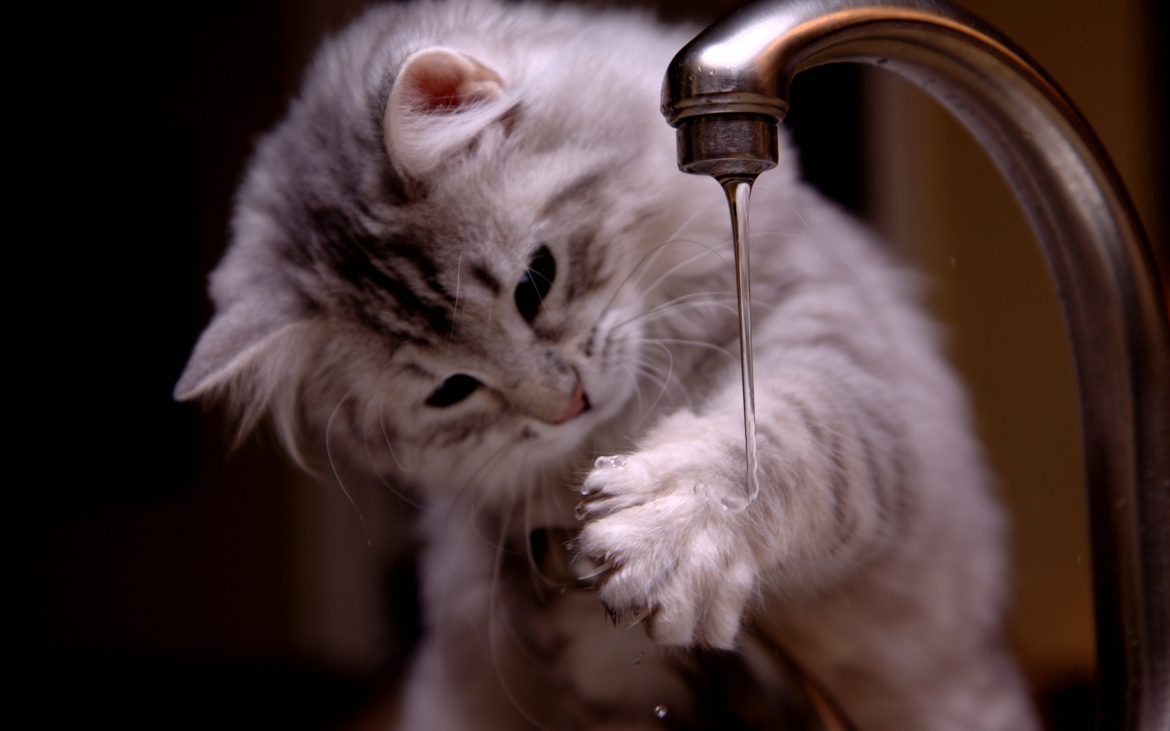 Gatto che gioca con l'acqua