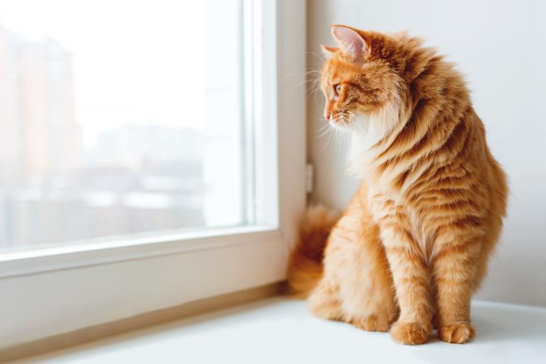 Gatto che guarda fuori ad una finestra