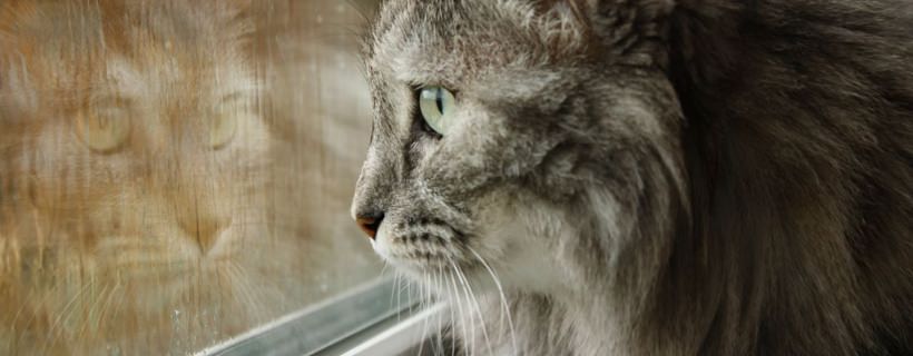 Gatto che guarda fuori dalla finestra