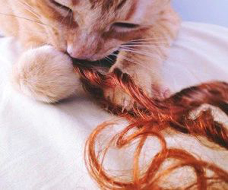 Gatto che morde i capelli