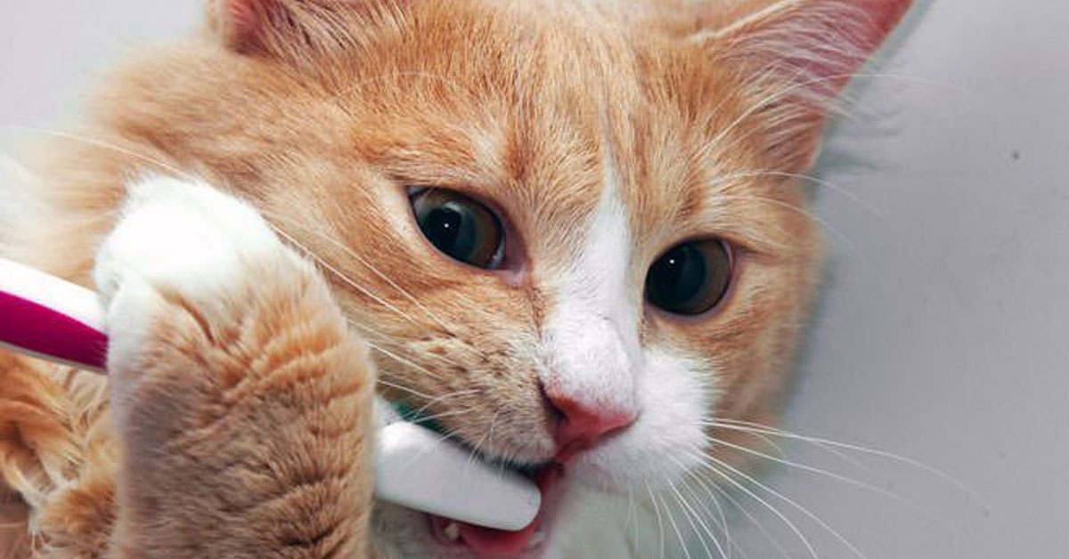 Denti del gatto: i rischi e la prevenzione