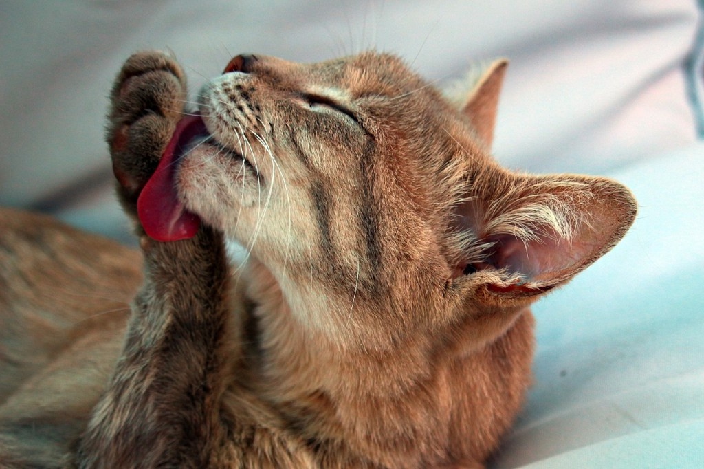 Gatto che si lecca una zampa