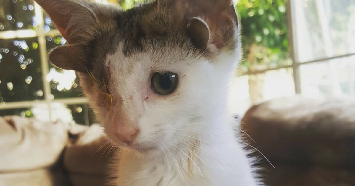 Frankie, il gatto con 4 orecchie e un occhio solo