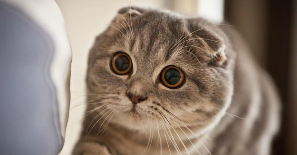 Gatto con le orecchie abbassate قائمة بـ 10 اشهر انواع قطط فى العالم - تعرف عليها الآن! 7 قائمة بـ 10 اشهر انواع قطط فى العالم - تعرف عليها الآن!