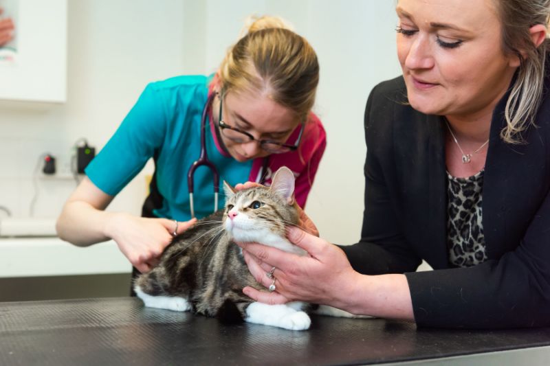 Gatto dal veterinario