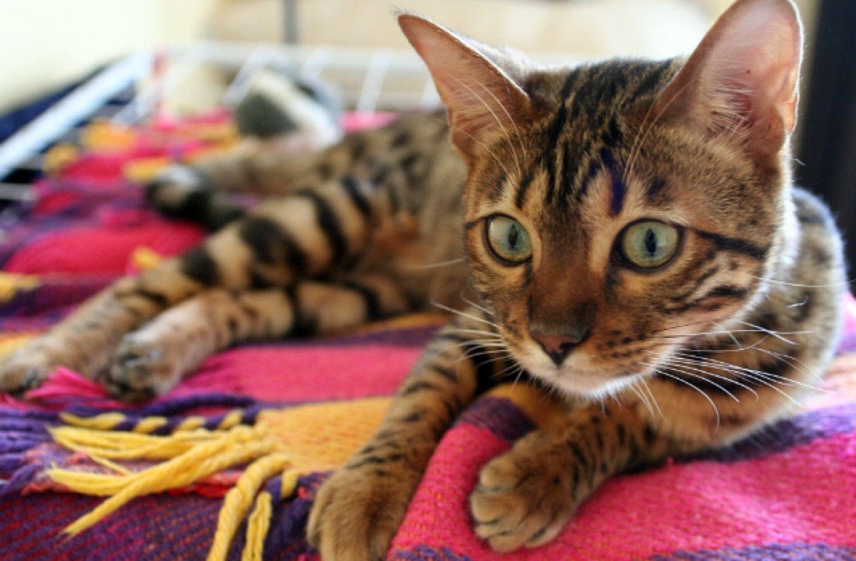 gatto del bengala sdraiato su coperta