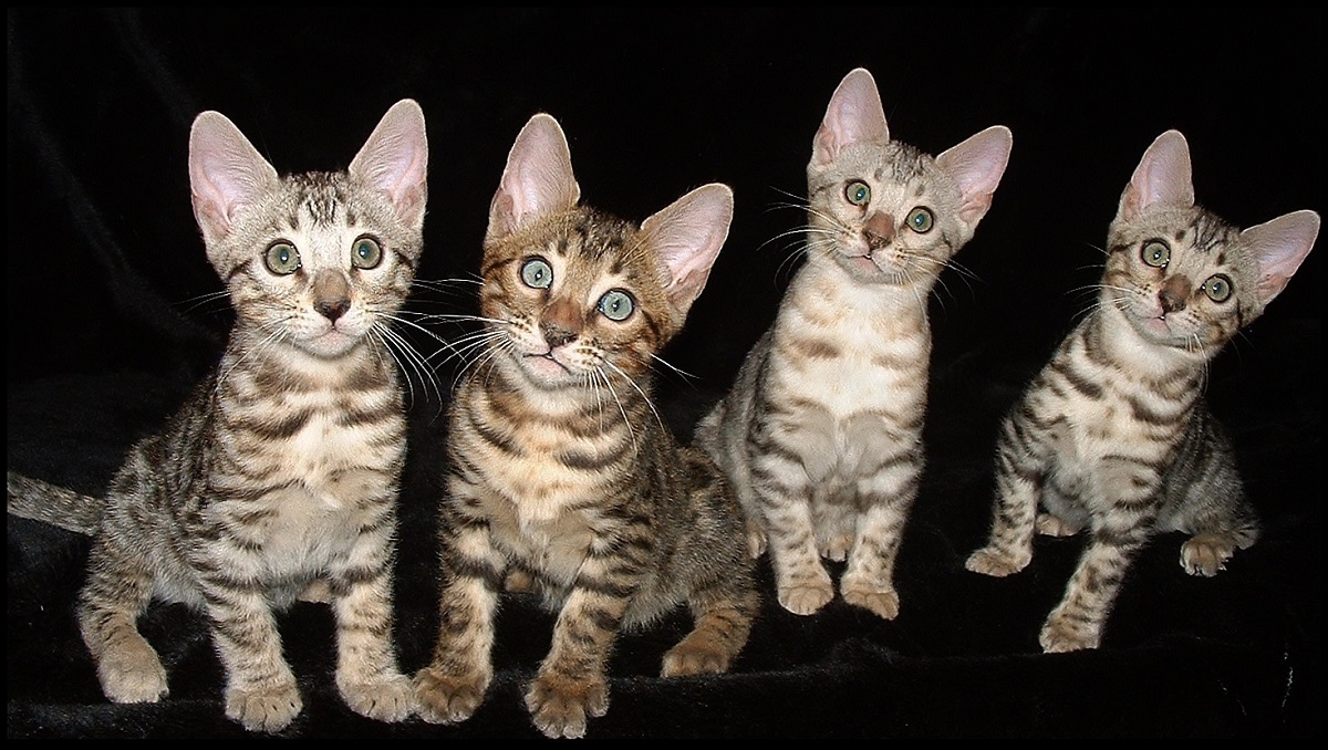 quattro cuccioli di gatto del Bengala