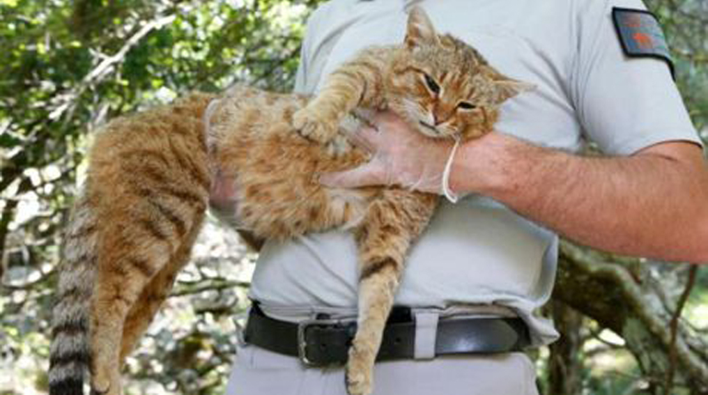 Gatto in braccio ad un uomo