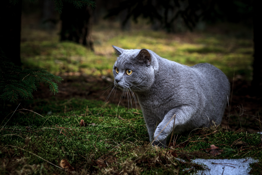 Gatto in un bosco