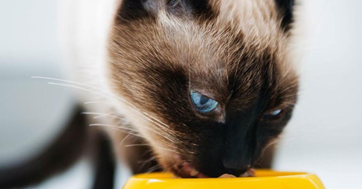 Quanto tempo un gatto può restare senza mangiare?