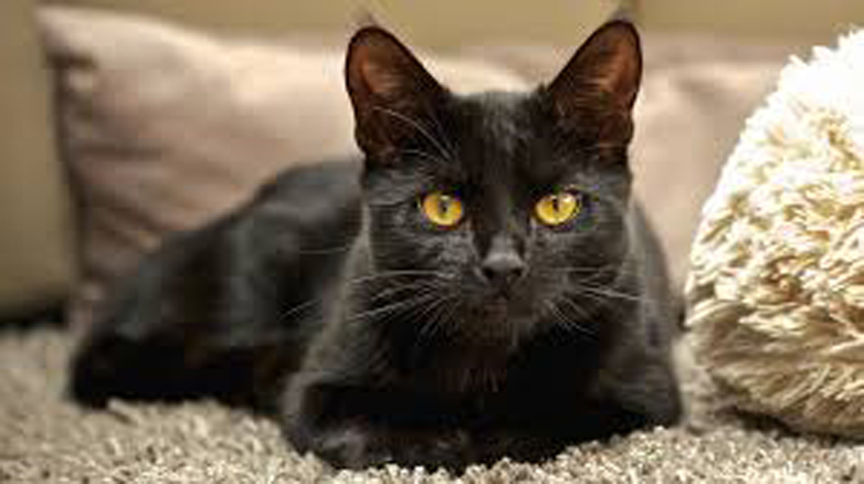 Gatto nero che fissa