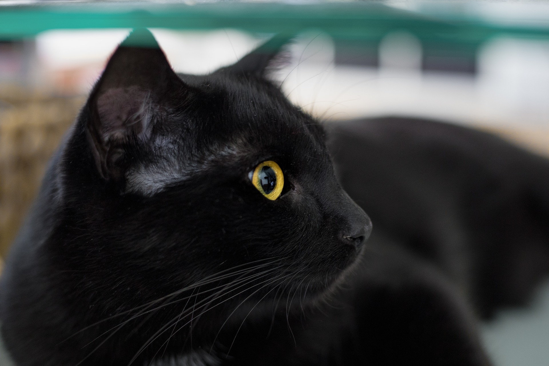 Gatto nero con gli occhi gialli