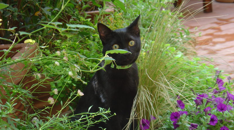 Gatto nero in mezzo all'erba