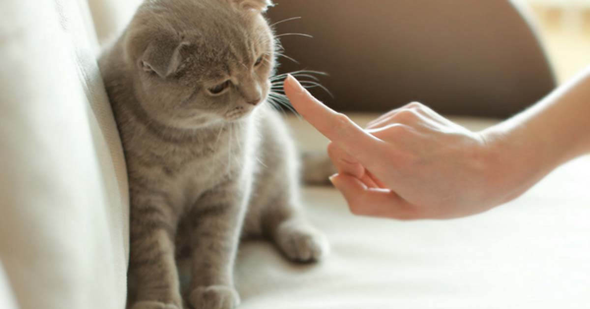 È utile rimproverare un gatto per educarlo?