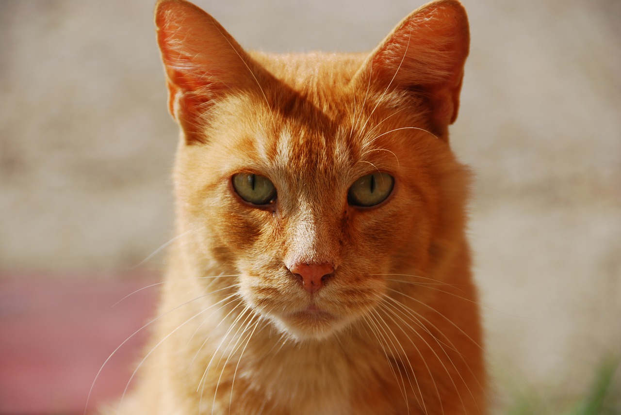 Gatto rosso che guarda