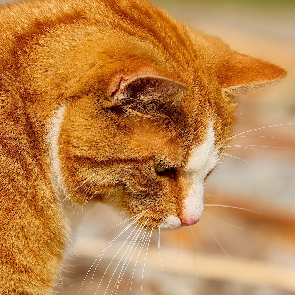 Gatto rosso che punta