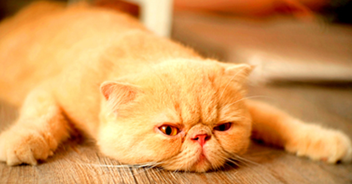 Gatti che soffrono il caldo: come proteggerli e rinfrescarli
