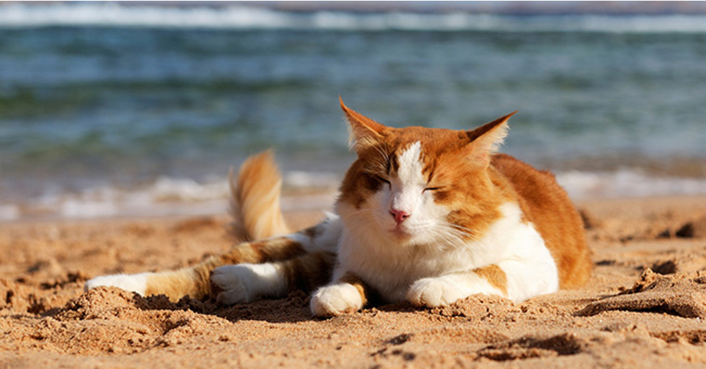 Gatto sdraiato in spiaggia
