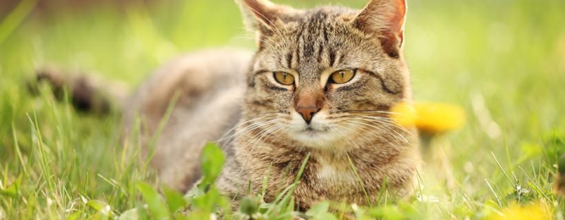 Gatto sdraiato in un prato