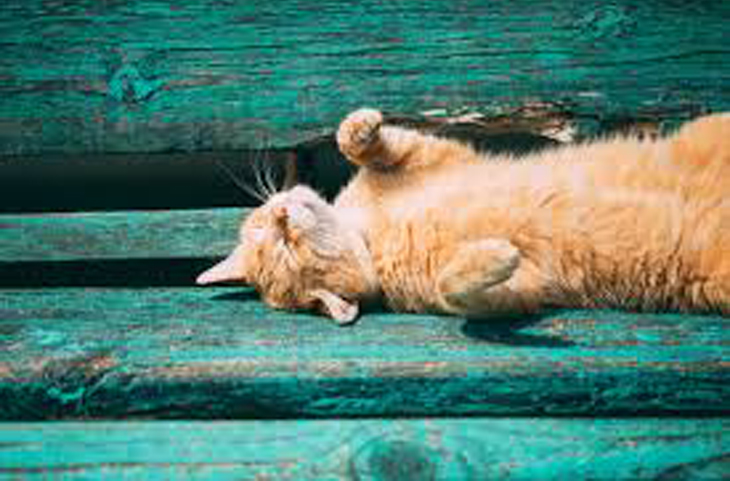 Gatto sdraiato su una panchina