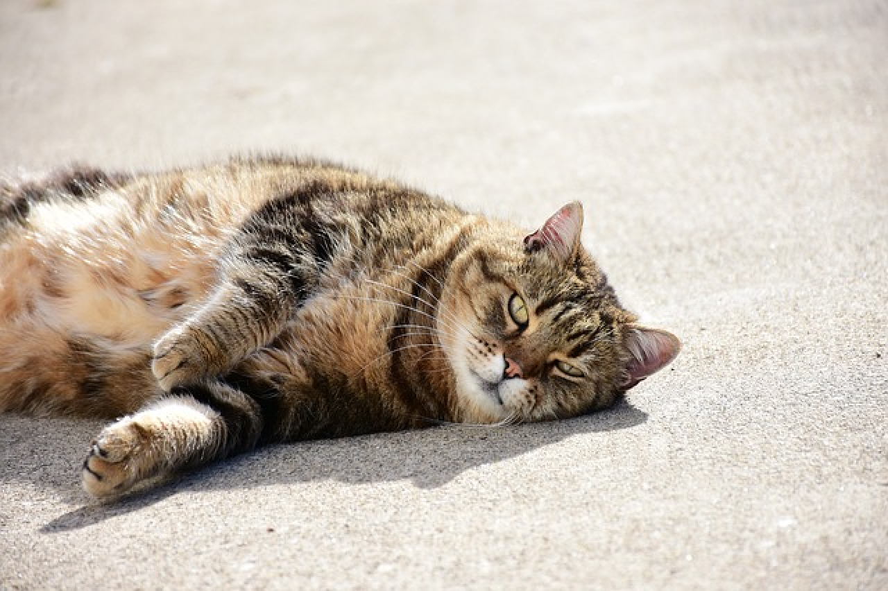 Gatto sdraiato sull'asfalto