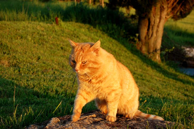 Gatto seduto su una roccia