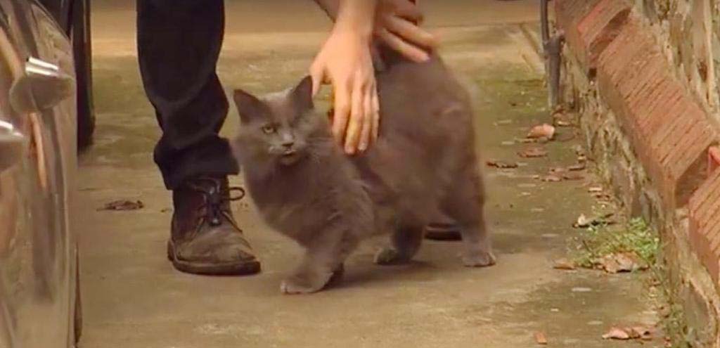 Gatto senza un occhio