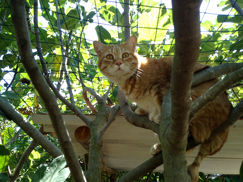 Gatto sopra ad un albero