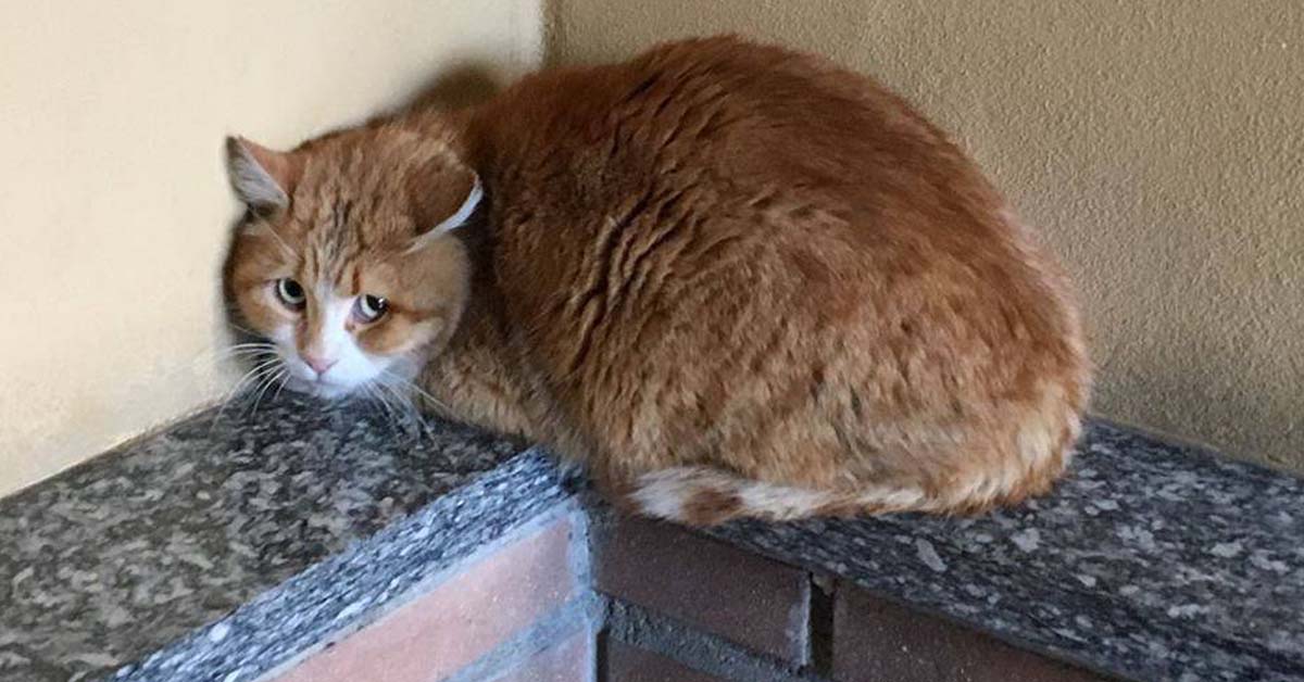 Pesaro, gatto miagola di notte: lanciato dal quarto piano