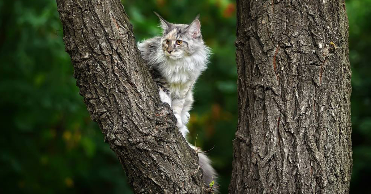 Perché i gatti spariscono da casa per giorni?