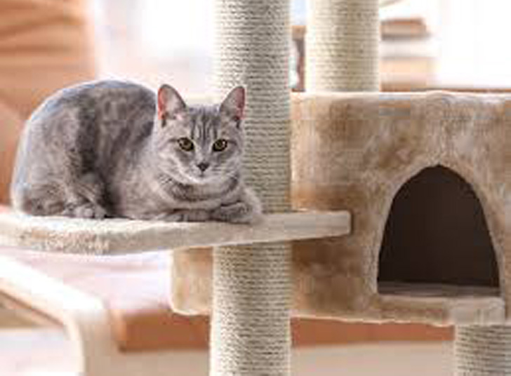 Gatto su un tiragraffi