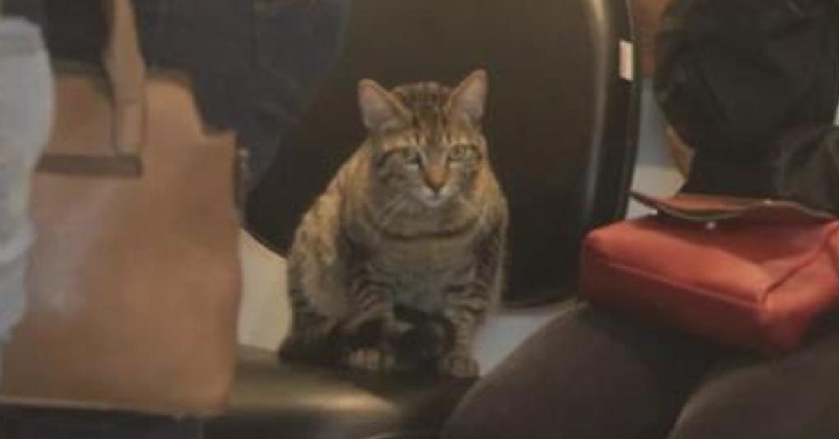 Opera, il gatto che è rimasto vicino alla sua padroncina fino alla fine
