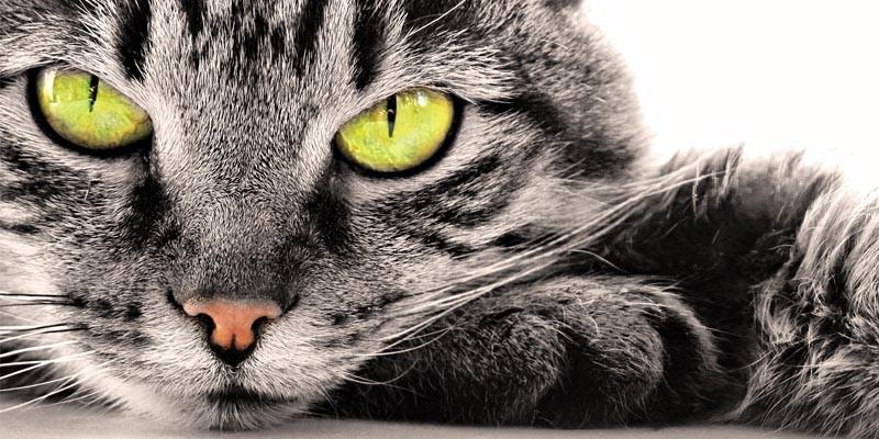 Gatto tigrato con occhi gialli