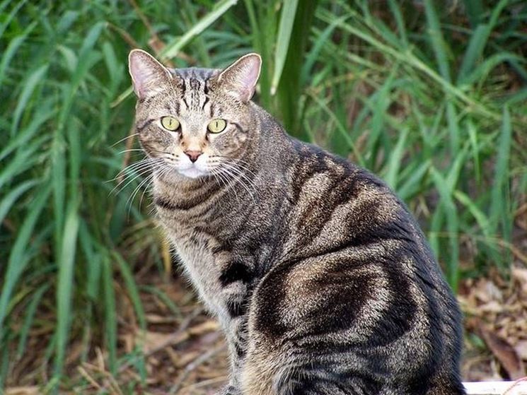 Gatto tigrato seduto all'aperto