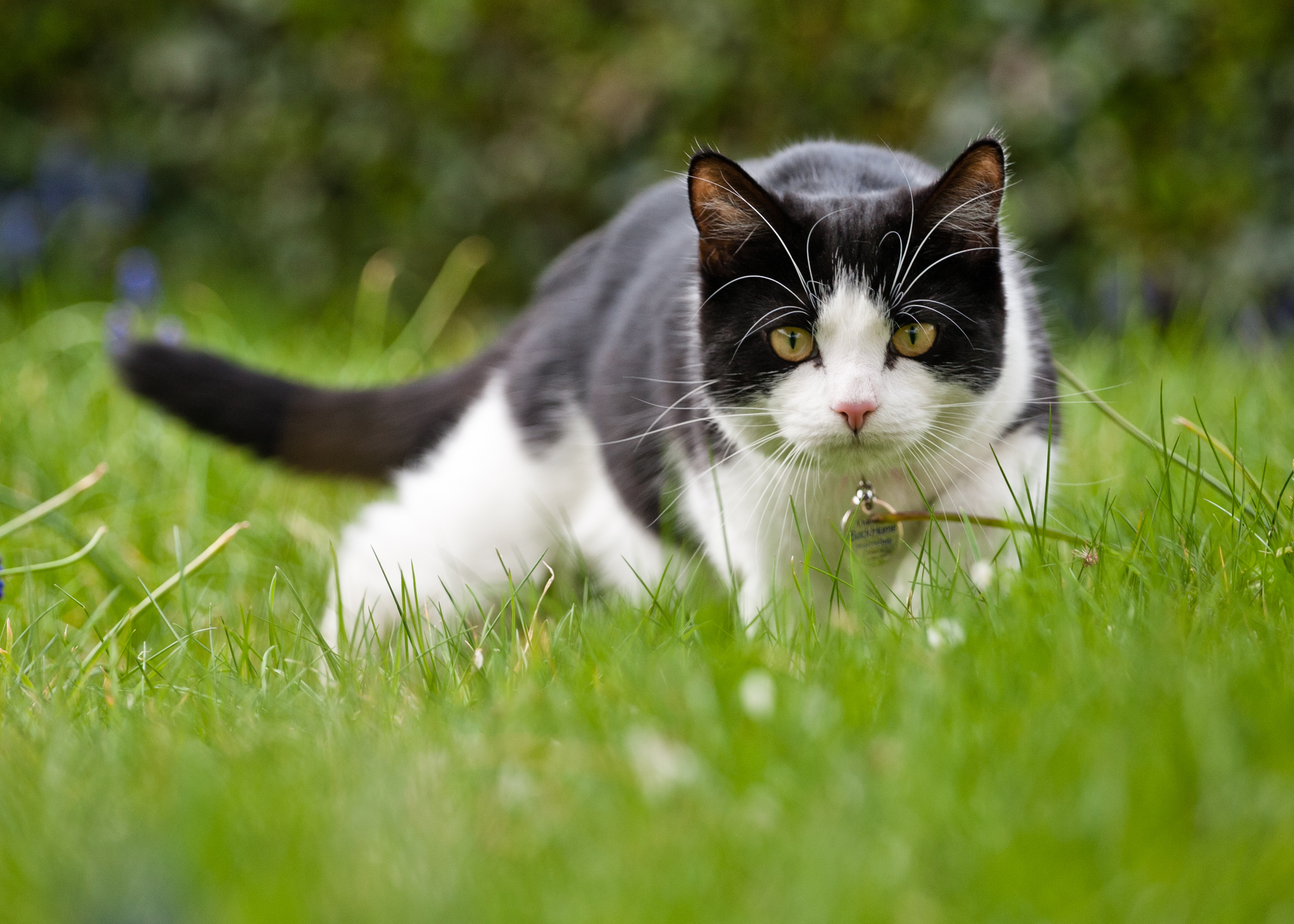 Gatto tra l'erba