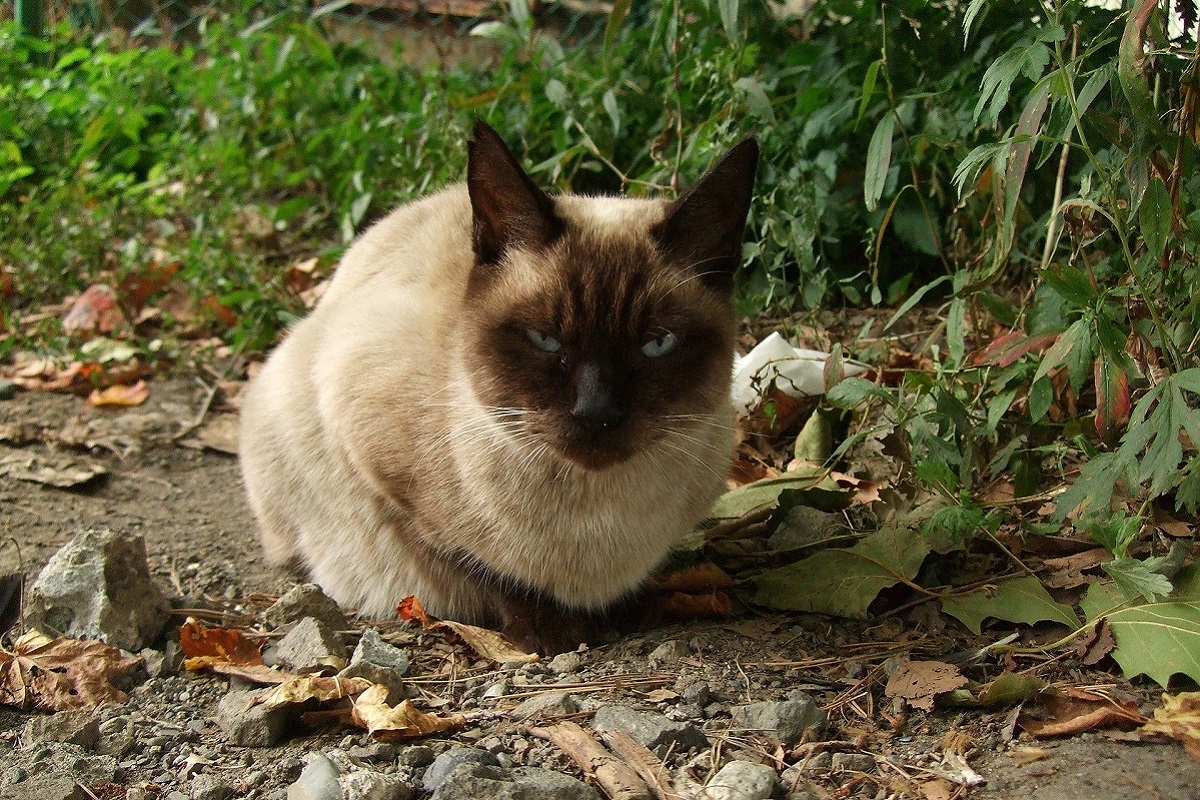 gatto in giardino