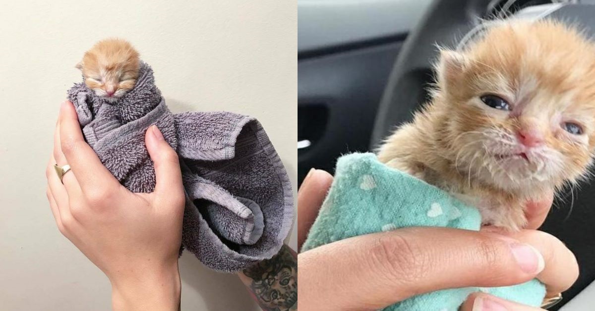 gattino-avvolto-in-asciugamano