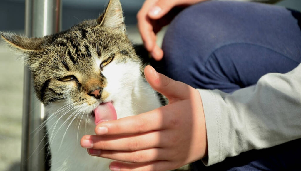 Perché i gatti leccano