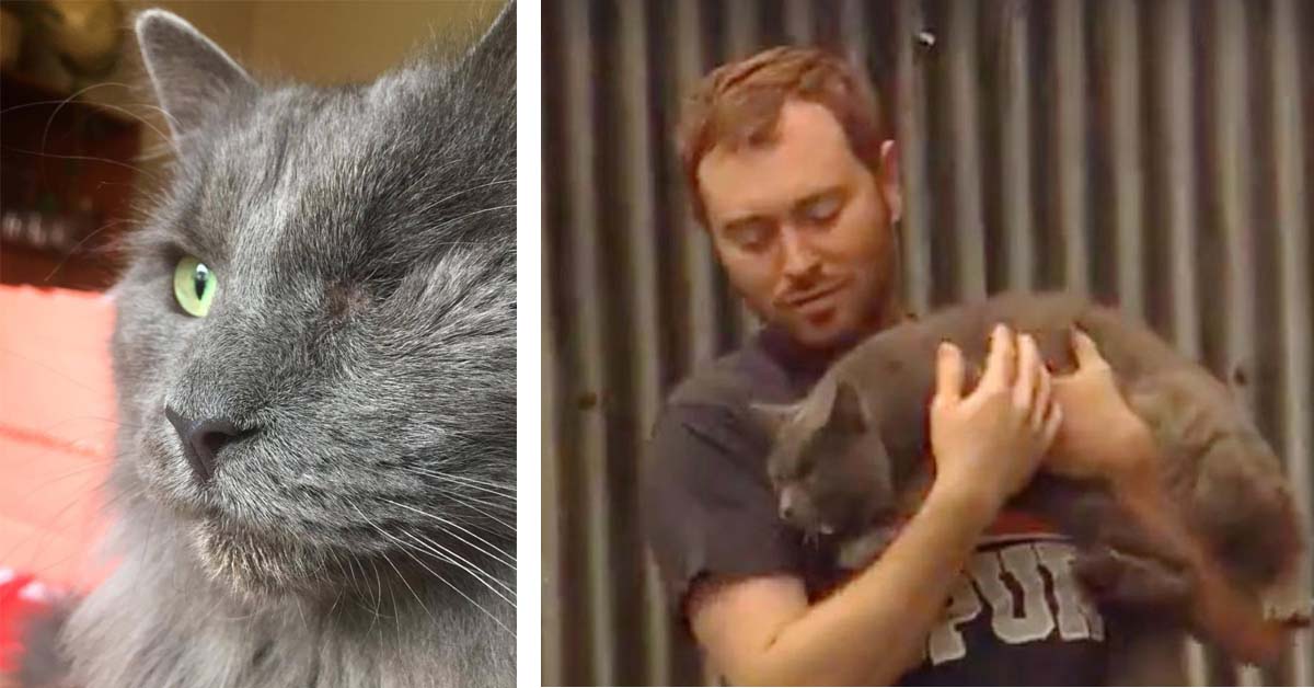 Manny, il gatto senza un occhio che ha sventato una rapina