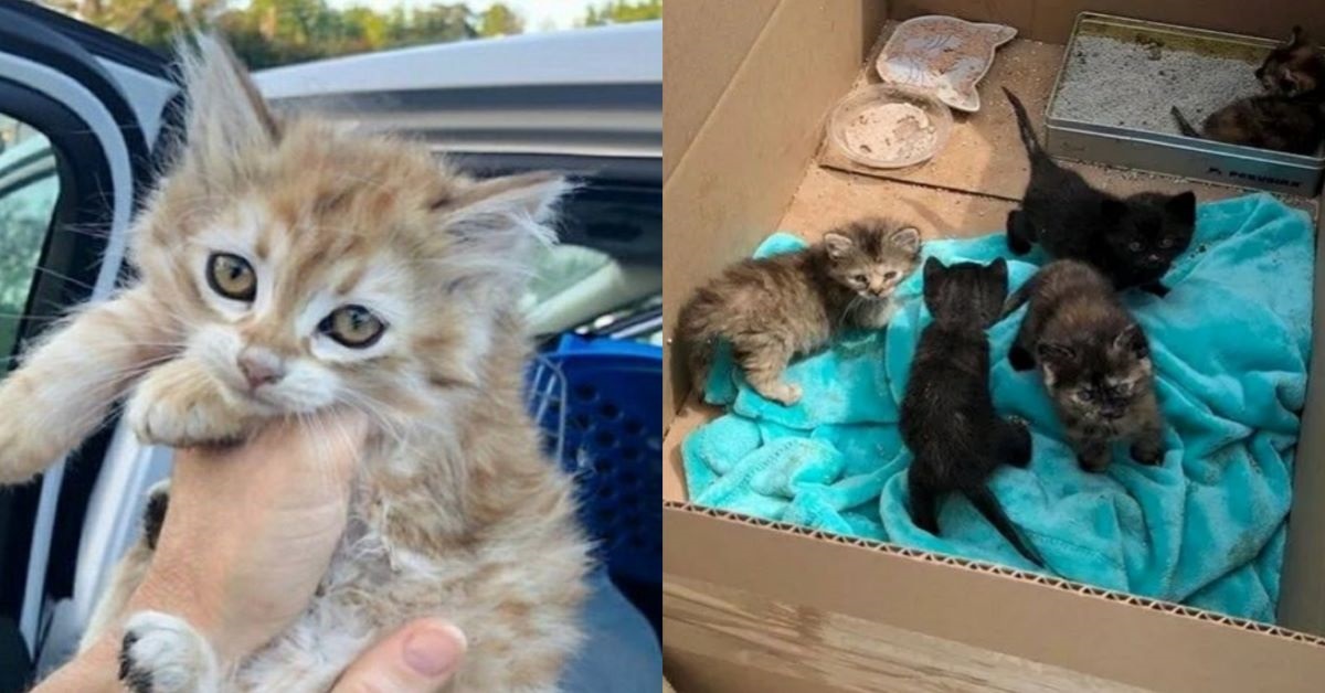 Los Angeles: 3 gattini sono stati salvati da un volontario che fa poi una scoperta incredibile