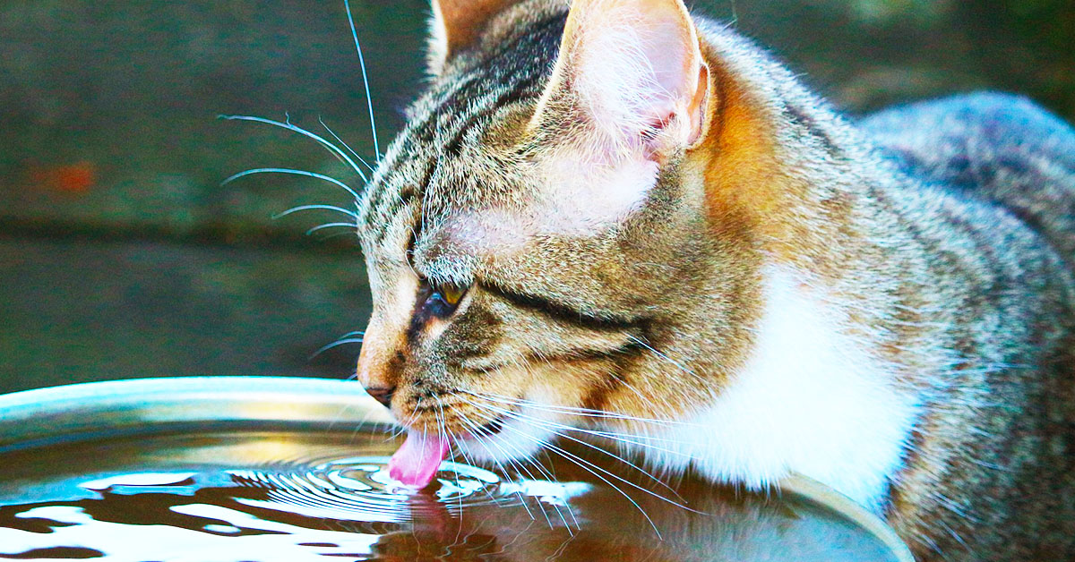 Quale acqua far bere al gatto?