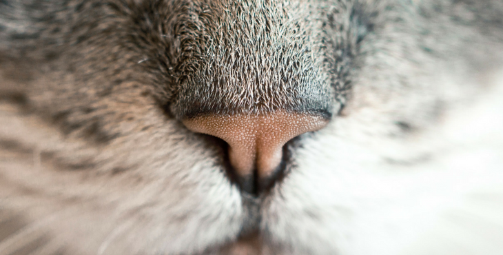 Naso di un gatto